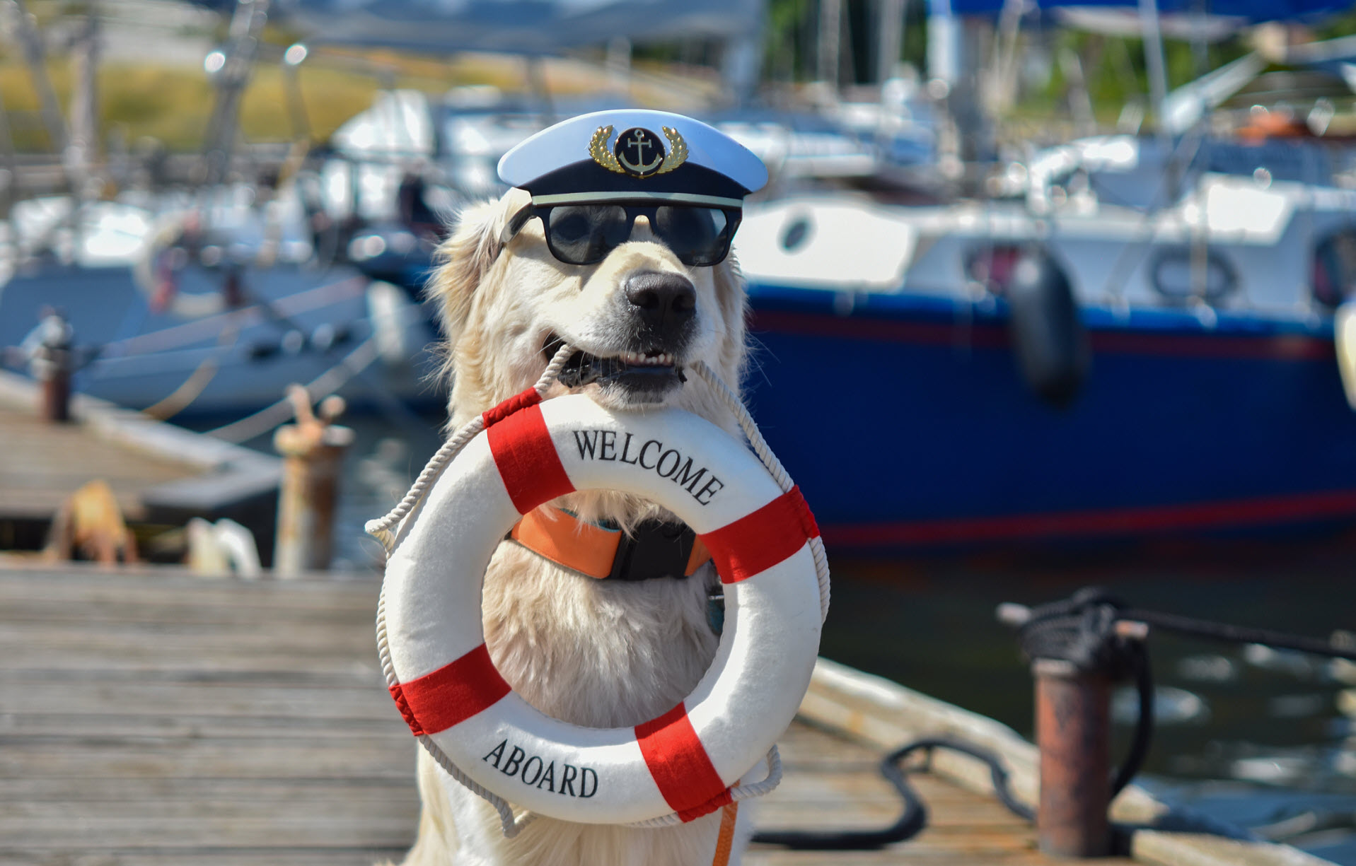 A Boat Owner’s Guide To Bringing Your Dog On Board