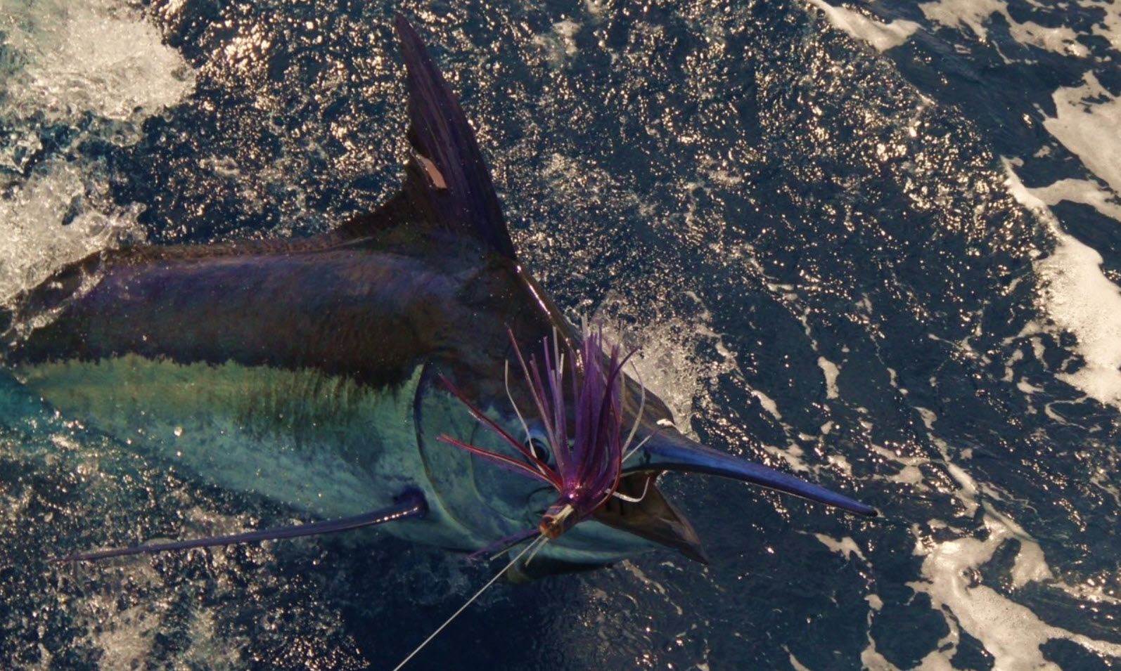 The 2021 Orange Beach Billfish Classic